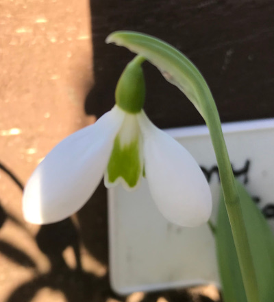 Galanthus 'Amy Jade'